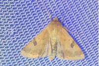 Heliothis peltigera