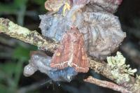 Lacanobia oleracea