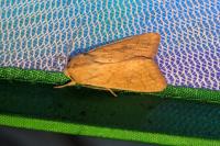 Mythimna vitellina