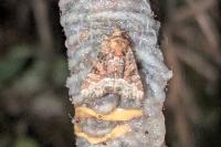 Oligia latruncula/strigilis/versicolor