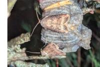 Agrotis ipsilon