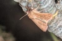 Mythimna albipuncta