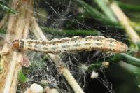 Parahyponomeuta egregiella