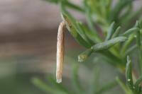 Coleophora settarii