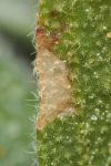 Coleophora ochrea