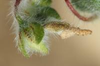 Coleophora ochrea