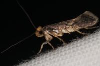 Monopis crocicapitella