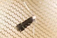 Oxypteryx wilkella