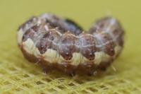 Dryobota labecula