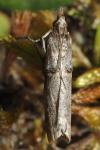 Acrobasis obliqua