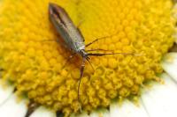 Coleophora deauratella