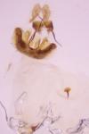 Pammene argyrana