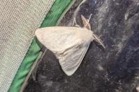 Leucoma salicis