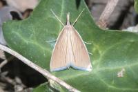 Sclerocona acutella