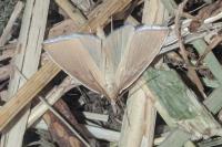 Sclerocona acutella