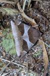 Dysgonia algira