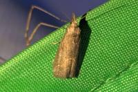 Schrankia costaestrigalis