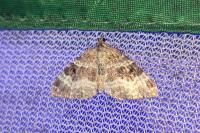 Epirrhoe alternata