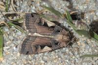 Xestia c-nigrum