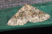 Cleorodes lichenaria