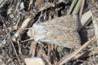 Agrotis ripae