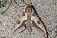 Hyles euphorbiae