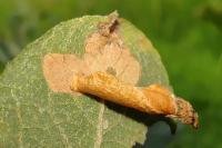 Coleophora lusciniaepennella