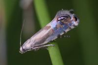 Glyphipterix thrasonella