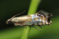Glyphipterix thrasonella