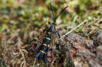 Synanthedon conopiformis