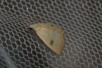 Rivula sericealis