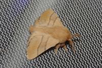 Malacosoma neustria