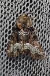 Oligia latruncula/strigilis/versicolor