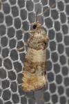 Piniphila bifasciana