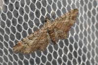 Gymnoscelis rufifasciata