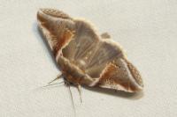 Habrosyne pyritoides
