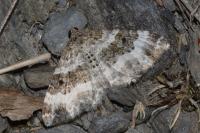 Epirrhoe rivata