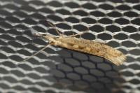 Plutella xylostella