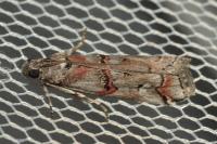 Pempelia palumbella