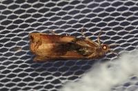 Archips podana