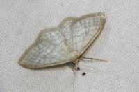 Idaea subsericeata