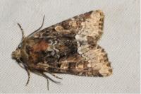 Oligia latruncula/strigilis/versicolor