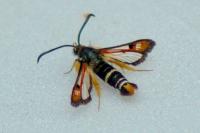 Pyropteron chrysidiforme