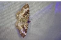 Epirrhoe alternata