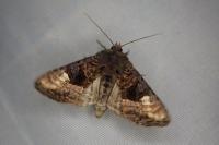 Euplexia lucipara