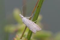 Platytes cerussella