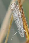 Platytes cerussella