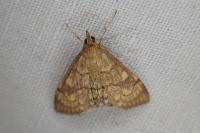 Anania verbascalis