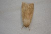 Mythimna pallens