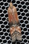Rhodophaea formosa